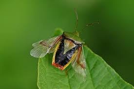 Attēlu rezultāti vaicājumam “Elasmostethus interstinctus imago”