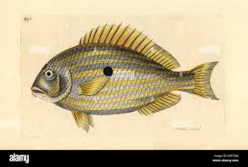 Image result for Archosargus rhomboidalis