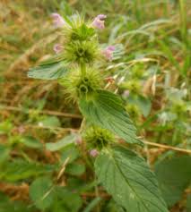 Attēlu rezultāti vaicājumam “Galeopsis bifida leaf”