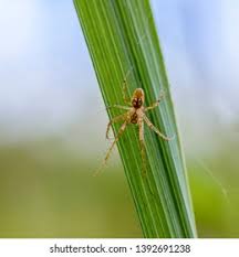 Attēlu rezultāti vaicājumam “Metellina merianae”