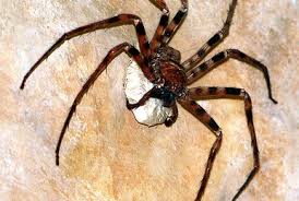 Attēlu rezultāti vaicājumam “Eriophyes padi”