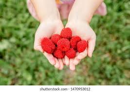 Attēlu rezultāti vaicājumam “Rubus illecebrosus fruit”