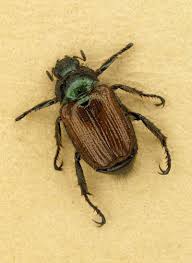 Attēlu rezultāti vaicājumam “Phyllopertha horticola”