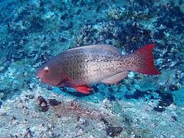 Image result for Scarus rubroviolaceus