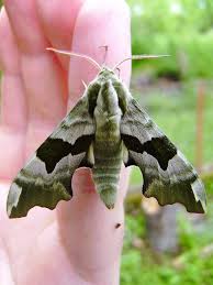 Attēlu rezultāti vaicājumam “Mimas tiliae”