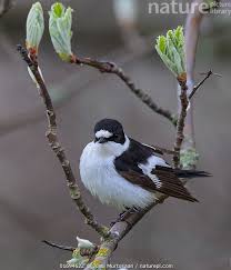 Image result for Ficedula albicollis