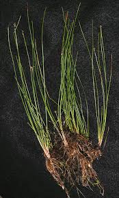 Attēlu rezultāti vaicājumam “Eleocharis quinqueflora”