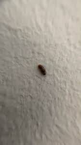 Attēlu rezultāti vaicājumam “Anthrenus museorum”