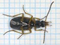 Attēlu rezultāti vaicājumam “Anchomenus dorsalis”