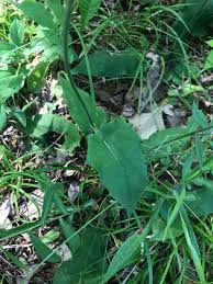 Attēlu rezultāti vaicājumam “Hieracium murorum leaf”