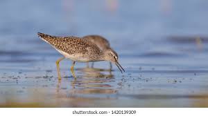 Attēlu rezultāti vaicājumam “Tringa glareola adult”