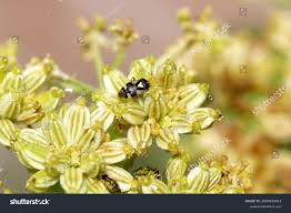 Attēlu rezultāti vaicājumam “Orthops basalis”