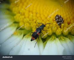 Attēlu rezultāti vaicājumam “Malachidae”