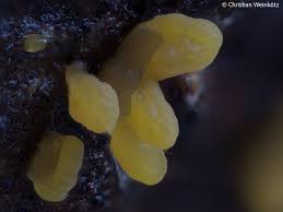 Attēlu rezultāti vaicājumam “Calocera glossoides”