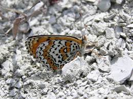 Attēlu rezultāti vaicājumam “Melitaea cinxia upperside”