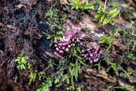 Attēlu rezultāti vaicājumam “Ascocoryne sarcoides”