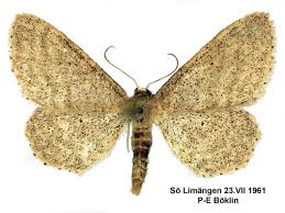 Attēlu rezultāti vaicājumam “Idaea sylvestraria”