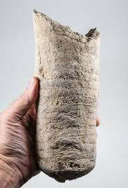 Attēlu rezultāti vaicājumam “Endoceras”