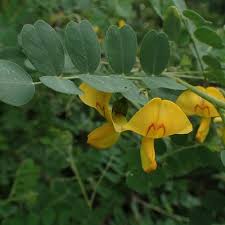 Image result for Colutea x media (arborescens x orientalis)