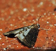 Attēlu rezultāti vaicājumam “Parapoynx stratiotata male”