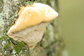 Attēlu rezultāti vaicājumam “Antrodiella semisupina”