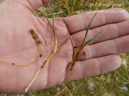Attēlu rezultāti vaicājumam “Stuckenia filiformis bud”