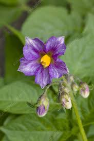 Attēlu rezultāti vaicājumam “Solanum tuberosum”