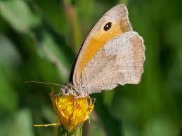 Attēlu rezultāti vaicājumam “Coenonympha tullia”