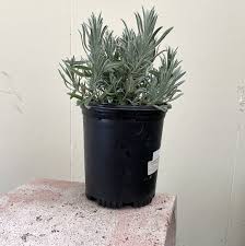 Attēlu rezultāti vaicājumam “Lavandula angustifolia”