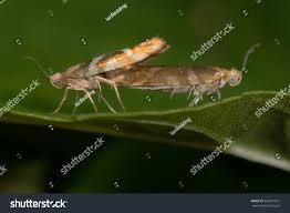 Attēlu rezultāti vaicājumam “Argyresthiidae”