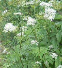 Attēlu rezultāti vaicājumam “Chaerophyllum aromaticum”
