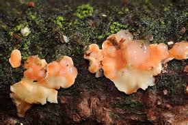 Attēlu rezultāti vaicājumam “Aleurodiscus amorphus”