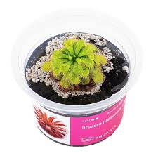 Image result for Drosera