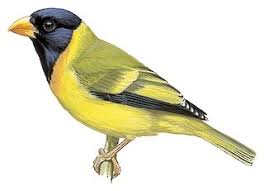 Attēlu rezultāti vaicājumam “Fringillidae”