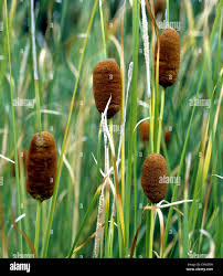 Image result for Rohrkolben