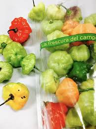 Afbeeldingsresultaat voor aji dulce sweet pepper