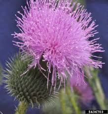 Attēlu rezultāti vaicājumam “Cirsium vulgare flower”