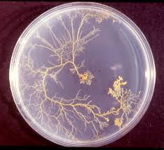 Attēlu rezultāti vaicājumam “Physarum penetrale spores”