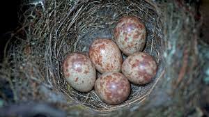 Attēlu rezultāti vaicājumam “Muscicapa striata nest”