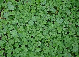 Attēlu rezultāti vaicājumam “Geranium molle leaf”