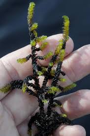 Attēlu rezultāti vaicājumam “Hamatocaulis lapponicus”