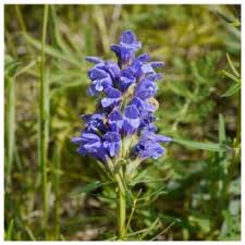 Attēlu rezultāti vaicājumam “Dracocephalum ruyschiana fruit”
