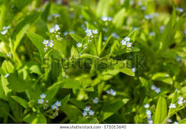 Attēlu rezultāti vaicājumam “Myosotis sparsiflora flower”