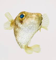 Image result for Diodon hystrix