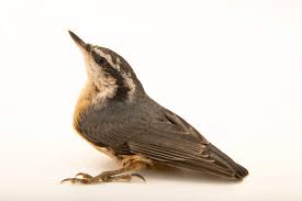 Image result for Sitta canadensis