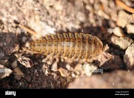 Attēlu rezultāti vaicājumam “Silpha obscura larva”