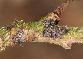 Attēlu rezultāti vaicājumam “Diloba caeruleocephala larva”