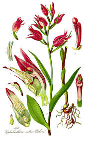 Attēlu rezultāti vaicājumam “Cephalanthera rubra leaf”