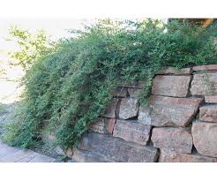 Attēlu rezultāti vaicājumam “Symphoricarpos x chenaultii”