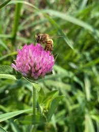 Attēlu rezultāti vaicājumam “Trifolium medium flower”